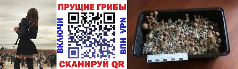 kraken ССЫЛКА  закладка  Магадан  Псилоцибиновые грибы мицелий 